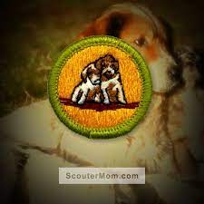 Present evidence that you have cared for a pet for four months. Dog Care Merit Badge Helps And Documents Scouter Mom