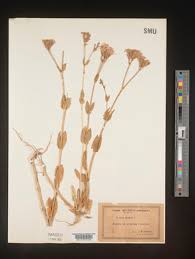 Image result for Silene kiwuensis