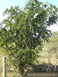 Image result for Catunaregam