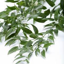 Italian Ruscus Martin S Specialty Store Order Online Online Cake Deli Orders Italian Ruscus Tall Floral Arrangements Tall Wedding Centerpieces