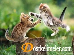 Kedilerde Yuksekten Dusme