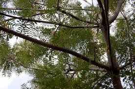 Image result for Kirkia