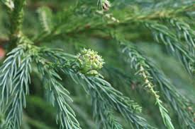 Die japanische sicheltanne (cryptomeria japonica) gehört wie der urweltmammutbaum (metasequoia) zur familie der sumpfzypressengewächse. Sicheltanne Cryptomeria Japonica Pflege Anleitung Gartendialog De
