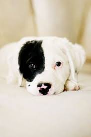 Seaspray australian labradoodles is the premier australian labradoodle breeder in central florida. 340 Black Dog White Dog Black White Dog Ideas Dogs Puppies I Love Dogs