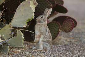 Another study found that the fibrous pectin in the fruit may lowers diabetics' need for insulin. Desert Cottontail Sylvilagus Audubonii Rolf Nussbaumer Photography Animals Wild Baby Art Projects Animals