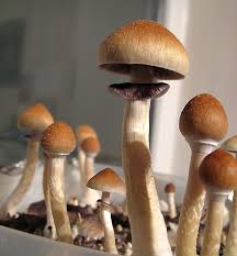 The history of golden teacher's golden teacher's vs. Kubanischer Kahlkopf Wikipedia