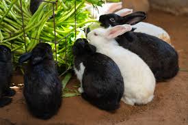 Can rabbits eat carrot leaves. Can Rabbits Eat Green Beans