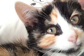 This is a common question raised by many cat parents. Why Does My Cat S Nose Change Color Catster
