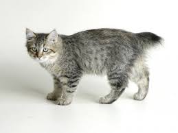 Pixie Bob American Bobtail Cat Pixie Bob Cats Bobtail Cat