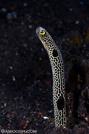Bali Photo Blog Chapter 1 I Spy With My Little Eye Saltwater Fish Tanks Ocean Creatures Incredible Creatures