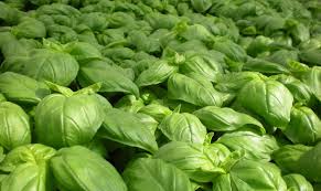 We did not find results for: Piante Dai Fiori Profumati Casafacile