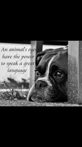 We are a group of volunteers, dedicated to finding loving forever homes for we often have many beautiful boxers in need of forever homes. Pin By Brittany Gold On Aurora Mo Dawg Pound Boxer Dogs Boxer Love Boxer Puppies