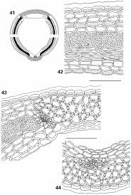 Image result for Antopetitia abyssinica