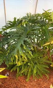 Image result for Thaumatophyllum bipinnatifidum