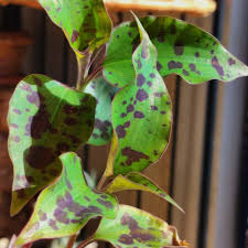 Image result for Tinnea galpinii