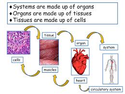 Eal Nexus Resource Organs And Systems Cloze Activity Subject Science Ppt Download