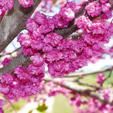 Truly living up to its name, this tree delivers the largest redbud blooms of any variety. Pink Pom Poms Redbud Trees For Sale Brighterblooms Com