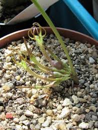 Image result for Ceropegia conrathii