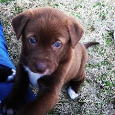 As a fellow lab mutt owner or just dog owner in general, i do hope the owner is found! Cute Chocolate Lab Puppies With Blue Eyes My Pet Board Puppies With Blue Eyes Lab Mix Puppies Chocolate Lab Puppies
