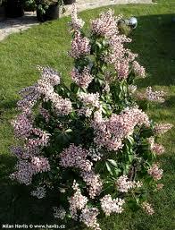 Image result for Pieris japonský bonfire obrázek