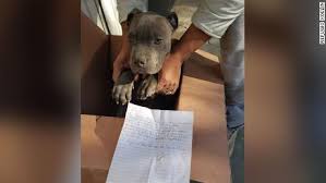 Goldendoodle dogs and puppies available for adoption near gainesville, boca raton, and st. A Boy Left His Dog Outside A Shelter With A Note That Said It Was To Protect It From His Abusive Father Cnn