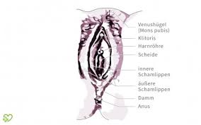 Die inneren und äußeren weiblichen geschlechtsorgane dienen der fortpflanzung und sexuellen aktivität. Weibliche Geschlechtsorgane Anatomie Der Frau Aussere Geschlechtsorgane Vulva Onmeda De