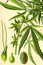 Image result for Cannabis sativa