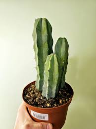 Image result for Myrtillocactus geometrizans