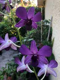 Dendrobium Violet Moon Blooming Size Orchid Orchids Rare Orchids Bloom