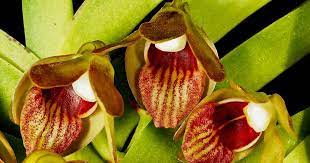 Grow And Care Vanda Alpina Orchid The Montane Vanda Trudelia Alpina Travaldo S Blog