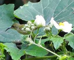 Image result for Lagenaria sphaerica