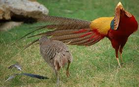 Birds That Start With Red Pin By Wendy Nelson On Hilltopfarms Board Golden Pheasant Red Golden Pheasant Beautiful Birds