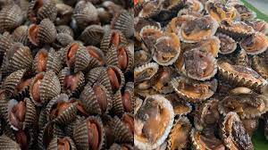 Dengan membuat sendiri anda bisa merancang dan menyusun bentuk. Tips Berguna Untuk Kerang Nampak Fresh Sinaran Wanita