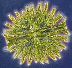 Image result for Micractis