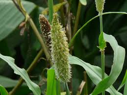 Image result for Cenchrus americanus