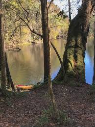 Surrounded by quiet woods and huge trees, anglers can spend a relaxing afternoon fishing on the river. Santa Fe River Santa Fe River Rise Florida Paddle Notes