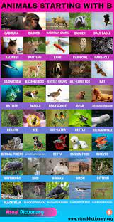 There is one letter not found anywhere on the periodic table and another not found in official element names. Animals That Start With B 80 Intriguing Animals Starting With B Visual Dictionary
