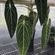 Антуриум (anthurium) уход и полив. Anthurium Plants Archives Thursd