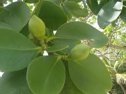 Image result for Sonneratia alba