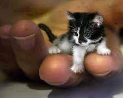 en sirin yavru kedi pixdaus cute puppies and kittens kittens cutest cute cats and kittens