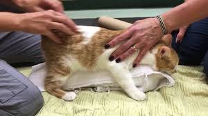 Sadly, many cats with ch wind up in shelters and are euthanized, not given a chance at adoption. Feline Cerebellar Hypoplasia Physical Rehabilitation Session Youtube