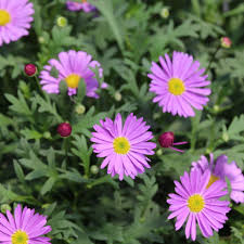 Image result for Brachycome mossambicensis