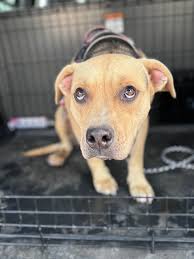 Canyon Police Department added...