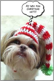 Maddie Shih Tzu Wearing Her New Christmas Hat Christmas Animals Shih Tzus Pets