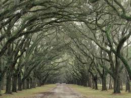 With the hot and dry south carolina climate there are many native plants that do well in the midlands. Moss Covered Plantation Trees Charleston South Carolina Usa Photographic Print Adam Jones Art Com