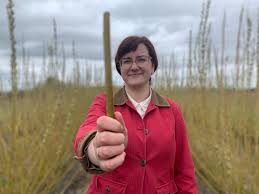 I told my wrath, my wrath did end. Unexpected Results Sprout From P E I Willow Tree Project Cbc News