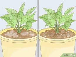 We did not find results for: 3 Ways To Get Rid Of Mold On Houseplants Wikihow