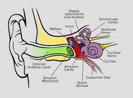 Some types of dizziness/light headiness can be due to more serious problems such as an irregular heartbeat or low blood pressure. Vertigo Signs Symptoms Treatments And Medications Plushcare