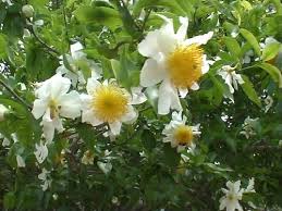 Image result for Oncoba