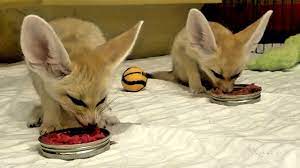 Fennec Fox Kits Look ANGRY When They Eat - YouTube